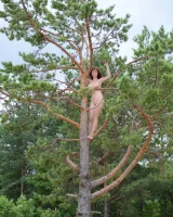 Showy Beauty - 81-ShowyBeauty-0091